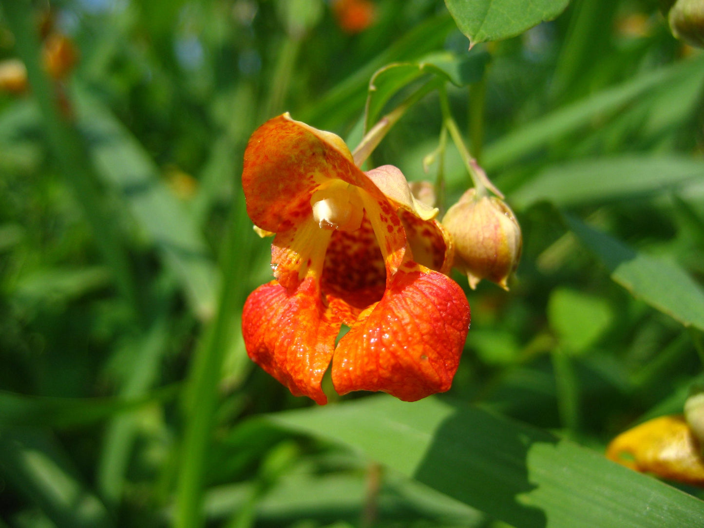 Jewelweed Goat Milk Soap